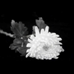 Remains of Former Chinese Vice Premier Zou Jiahua Cremated 