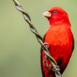 # - My News! Ruby red Scarlet Finches Spotted in Yunnan