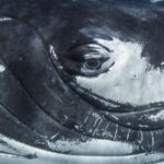 Scientists Find Whale Song Human Language Share Same Structure 
