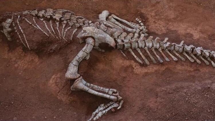 Scientists Identify New Sauropod Dinosaur Species in Sw China 