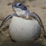 Scientists Solve the Mystery of Sea Turtles lost Years 