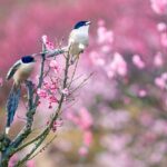 Spring Awakens China Welcomes Rain Water Solar Term 