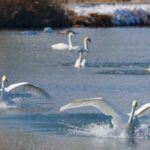 Wetland Attracts Increasing Numbers of Swans in Xinjiang 