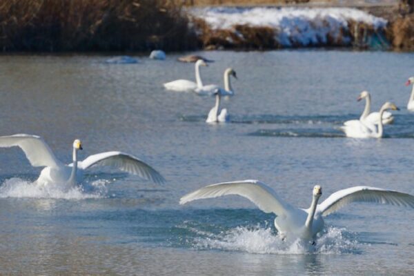 Wetland Attracts Increasing Numbers of Swans in Xinjiang 