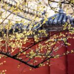Wintersweet in Full Bloom at Centuries old Temple in Beijing 