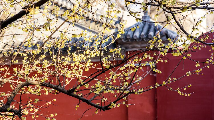 Wintersweet in Full Bloom at Centuries old Temple in Beijing 