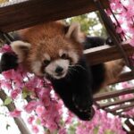 a Floral Adventure for Red Pandas in Chongqing 