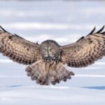 a Great Gray Owl Forages and Swoops Across a Snowy Plain in Hulunbuir 