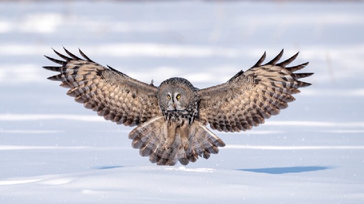 # - My News! a Great Gray Owl Forages and Swoops Across a Snowy Plain in Hulunbuir