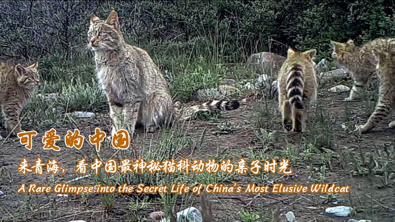 # - My News! a Rare Glimpse into the Secret Life of Chinas Most Elusive Wildcat Video Poster