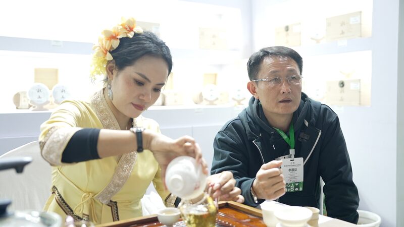 a Taste of Old Yunnan Bingdao Puer Tea from the Wild to the Market Video Poster 