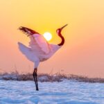 Admire the Dance of the Red crowned Cranes in Qiqihar 