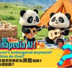 Ask Chinapedia Ai Pandas Arent Endangered Anymore 
