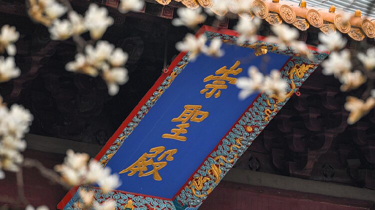 Blooming Magnolias Showcase Spring Charm in Nanjing 