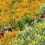 Chengdus Rapeseed Fields Bloom in a Colorful Spring Spectacle 