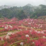 Cherry Blossoms Boost Tourism in Rural Guizhou 