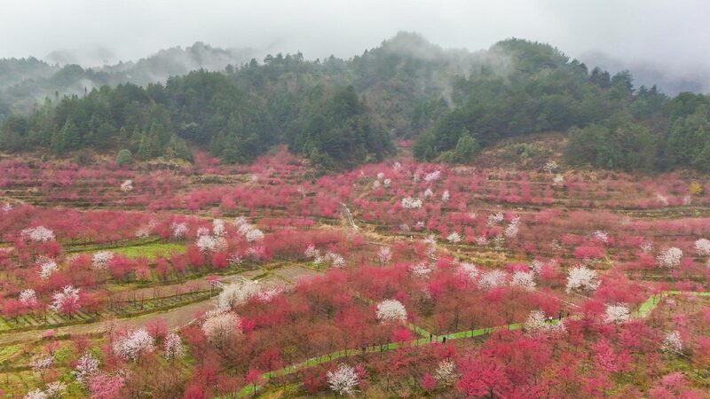 Cherry Blossoms Boost Tourism in Rural Guizhou 