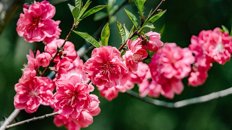 China Blooms in Natures Vibrant Awakening Video Poster 