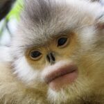 China Leads in Wildlife Conservation As Global Efforts Expand 