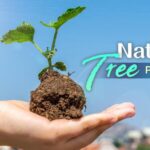 Chinas Forest Coverage Surpasses 25 Leading Global Green Expansion 