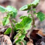 Chinese Biologists Develop Nanomaterial to Boost Plant Photosynthesis 