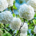 Chinese Snowballs Highlight Spring Blossoms at Jiangxi Park 
