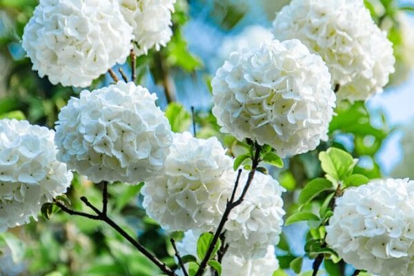 Chinese snowballs highlight spring blossoms at Jiangxi park
