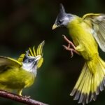 # - My News! Crested Finchbills Dance Among the Branches in Yunnan