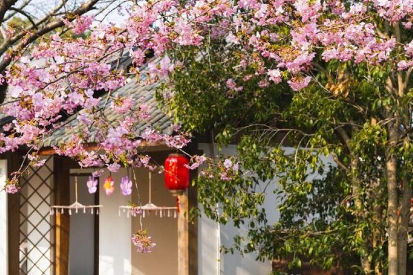 Global Visitors Flock to Wuxi’s Spectacular Cherry Blossom Festival E China city hosts annual International Cherry Blossom Festival