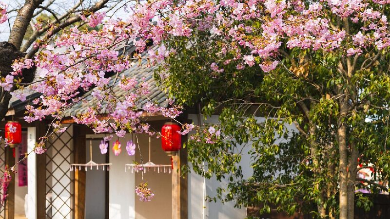 E China City Hosts Annual International Cherry Blossom Festival 