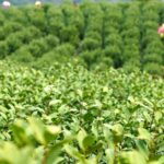 Early Spring Tea Harvest Boosts Rural Vitalization in East China 