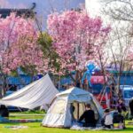 Embrace Springs Beauty with Pinghus Cherry Blossom Tourism Season 