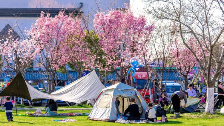 Embrace Springs Beauty with Pinghus Cherry Blossom Tourism Season 