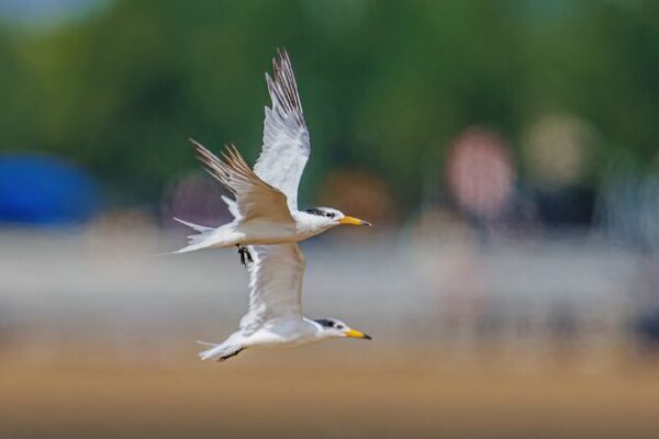 Endangered Seabird Guardians Boost Wildlife Conservation in E China 