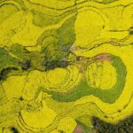 Experience the Golden Beauty of Yunnans Rapeseed Fields 