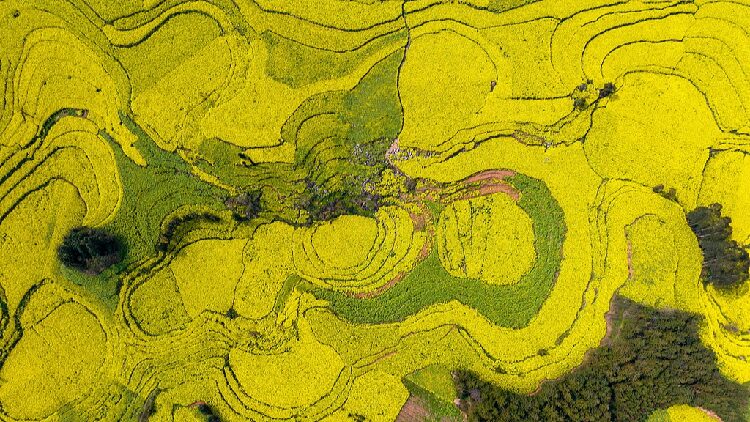 Experience the Golden Beauty of Yunnans Rapeseed Fields 