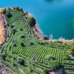 Farmers Harvest Tea in Zhejiang 