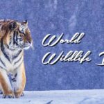 Financing Wildlife Conservation to Protect Our Shared Future 