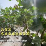 from Flood to Drip Xinjiangs Water saving Revolution Video Poster 