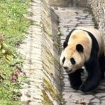 Giant Panda Fu Bao Responds Proactively to Visitors 