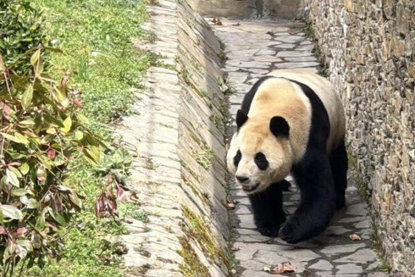 Giant panda Fu Bao responds proactively to visitors