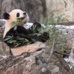 Giant Pandas Bao Li and Qing Bao Debut at Smithsonian National Zoo Video Poster 