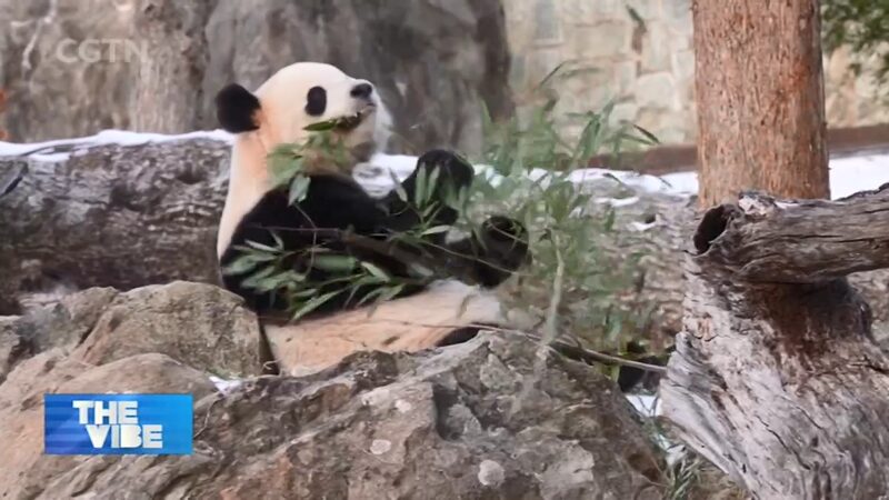 # - My News! Giant Pandas Bao Li and Qing Bao Debut at Smithsonian National Zoo Video Poster