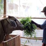 Going South | Raising a Cow Reducing Poverty Video Poster 