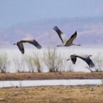Lashihai Wetland Reserve a Paradise for Migratory Birds in Yunnan 