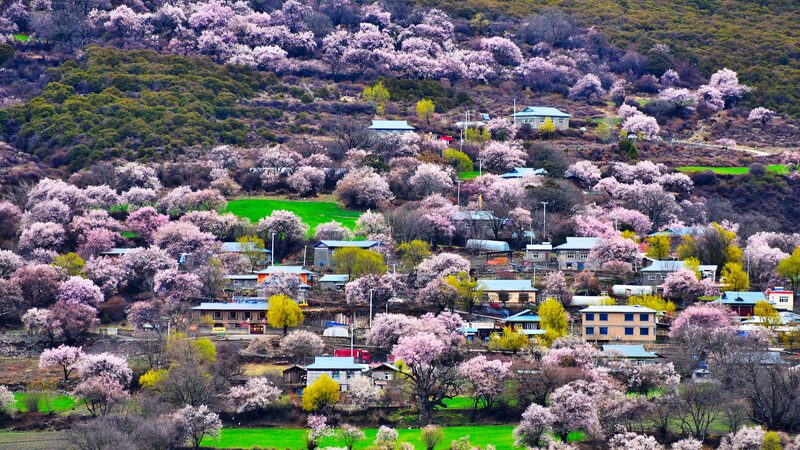 Live Enjoy the Picturesque Scenery in Bakang Village Video Poster 