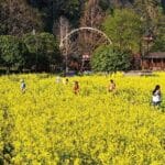 Live Explore Fascinating Blooming of Canola Flowers in E China 