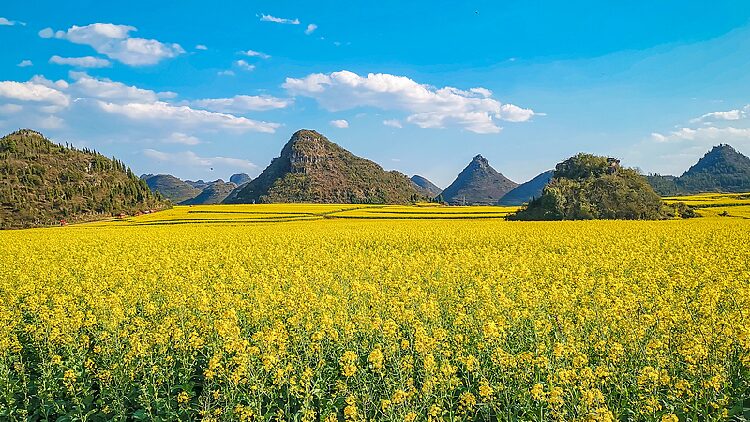 # - My News! Live Explore the Dreamy Blooming of Rapeseed Flowers in Sw China