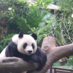 Live Meet Giant Pandas Gong gong and Shun shun 
