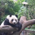 Live Meet the Giant Pandas Gonggong and Shunshun in Hainan 
